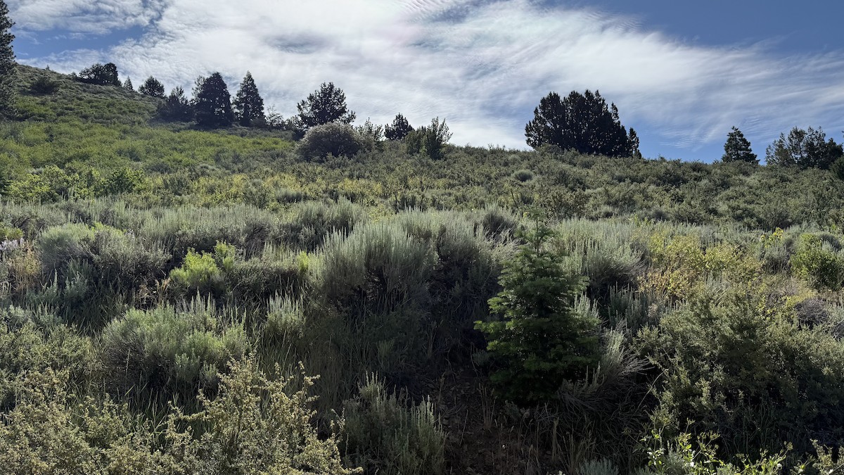 null - ML638568729