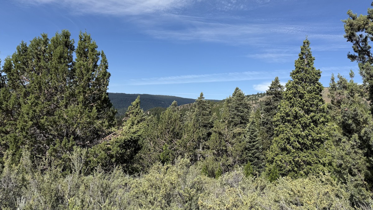 null - ML638568730