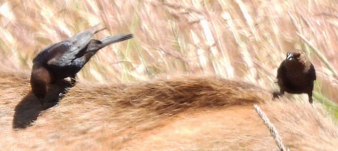brunhodetrupial - ML638568760