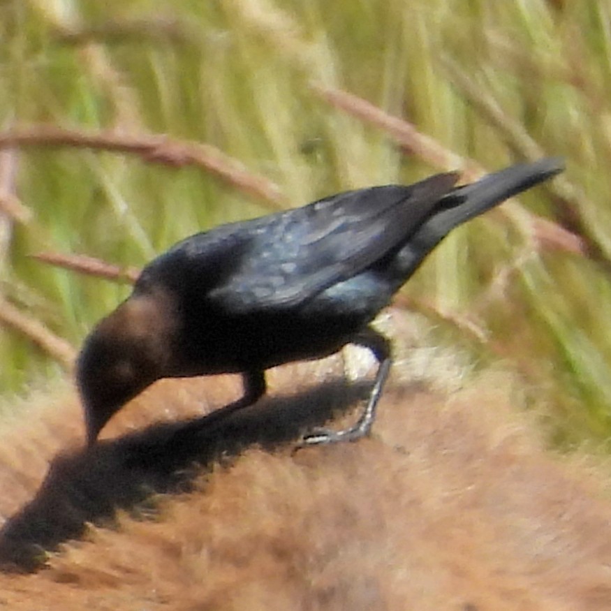 brunhodetrupial - ML638568772