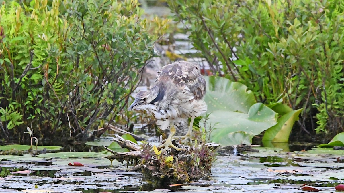 American Bittern - ML638568780