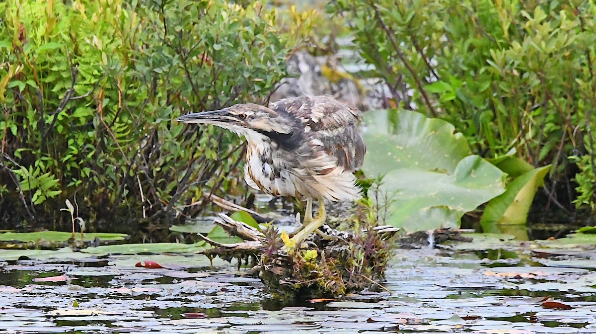 American Bittern - ML638568792