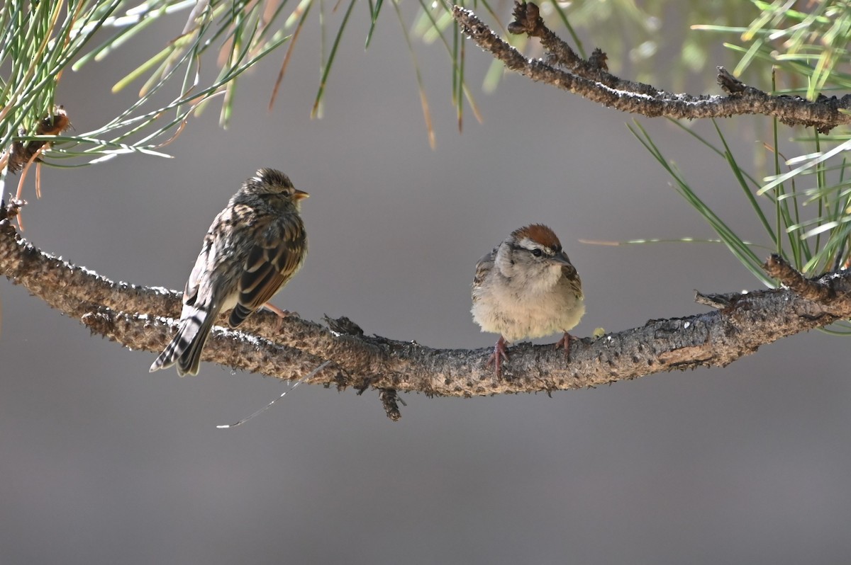 Chipping Sparrow - ML638568809