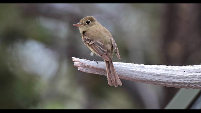 Western Flycatcher (Cordilleran) - ML638568813