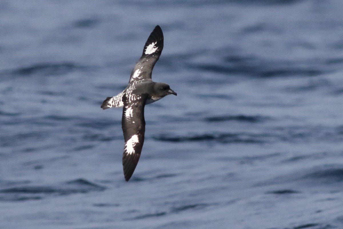 Pintado Petrel (Snares) - ML638568877