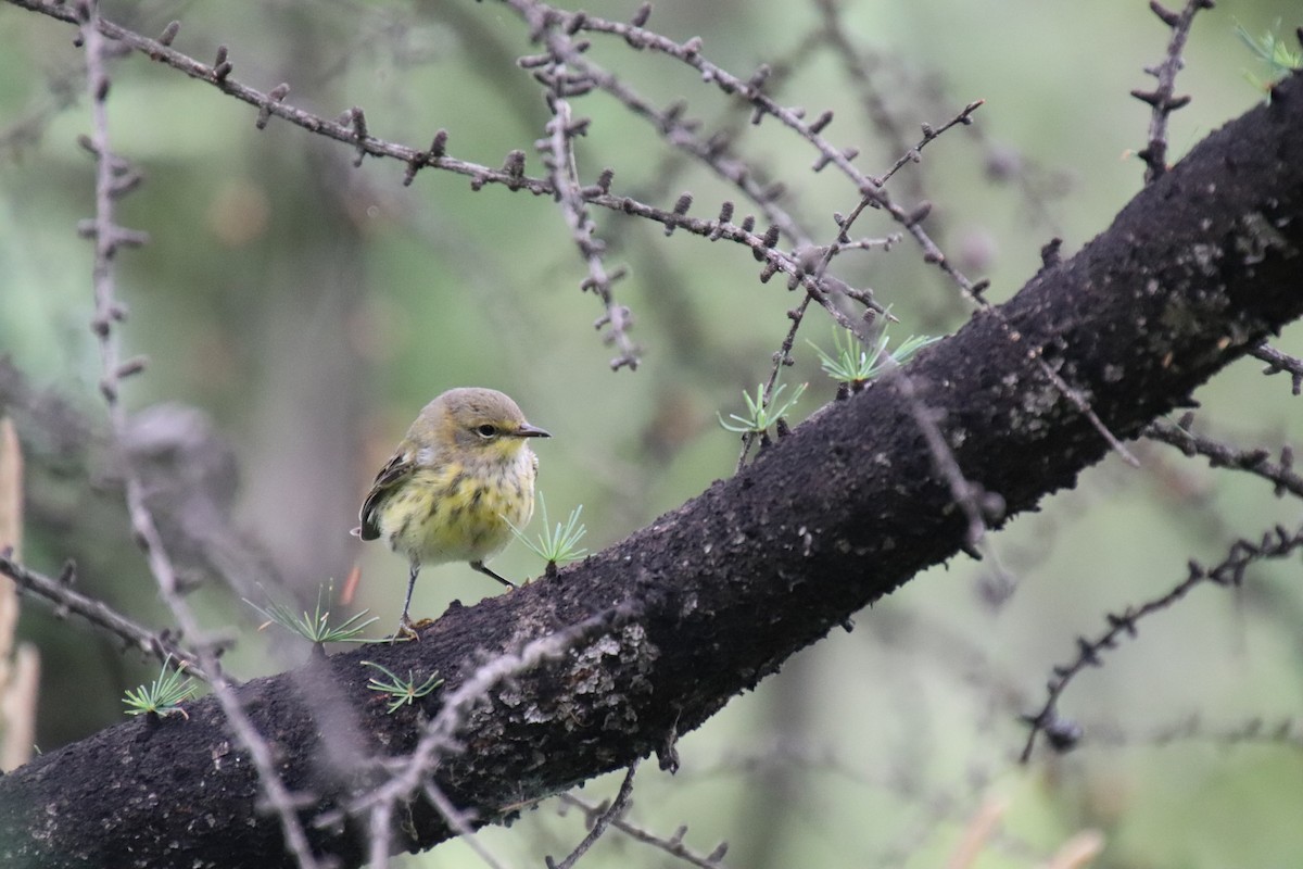 Cape May Warbler - ML638568931