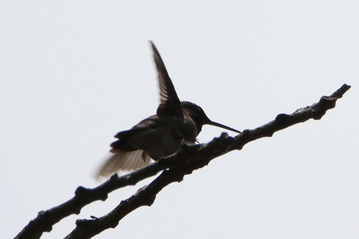 Yakut Boğazlı Kolibri - ML638568978