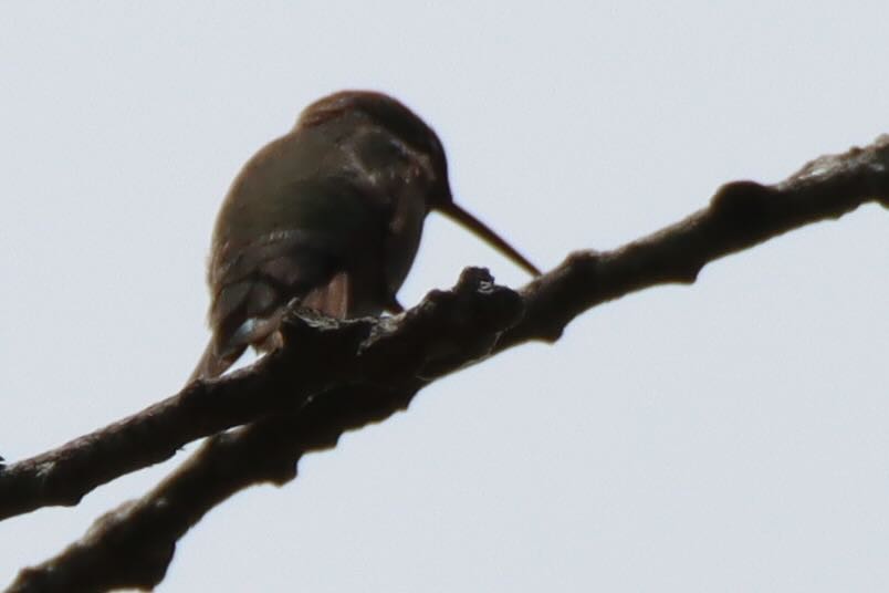 Yakut Boğazlı Kolibri - ML638568980