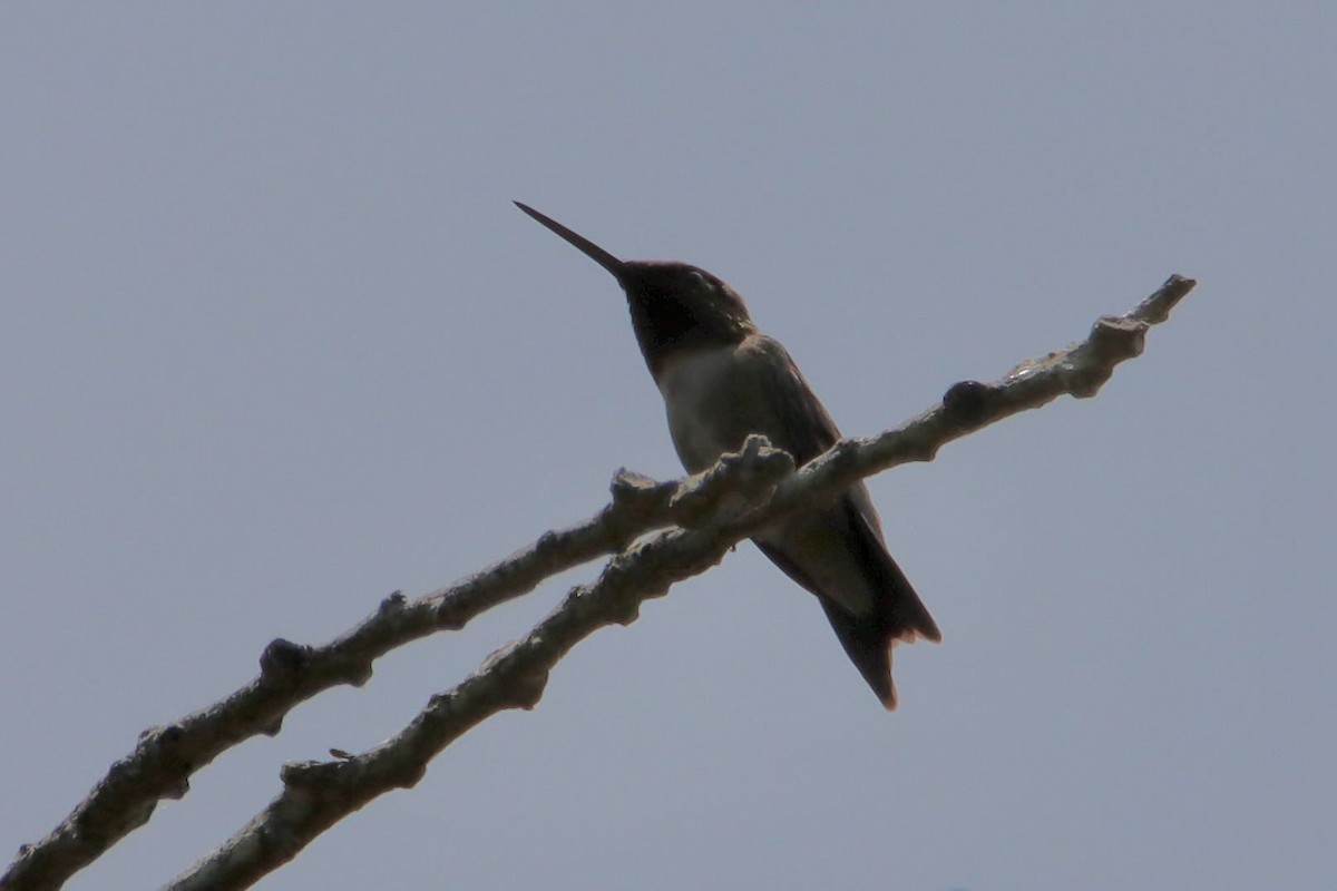 Yakut Boğazlı Kolibri - ML638568981