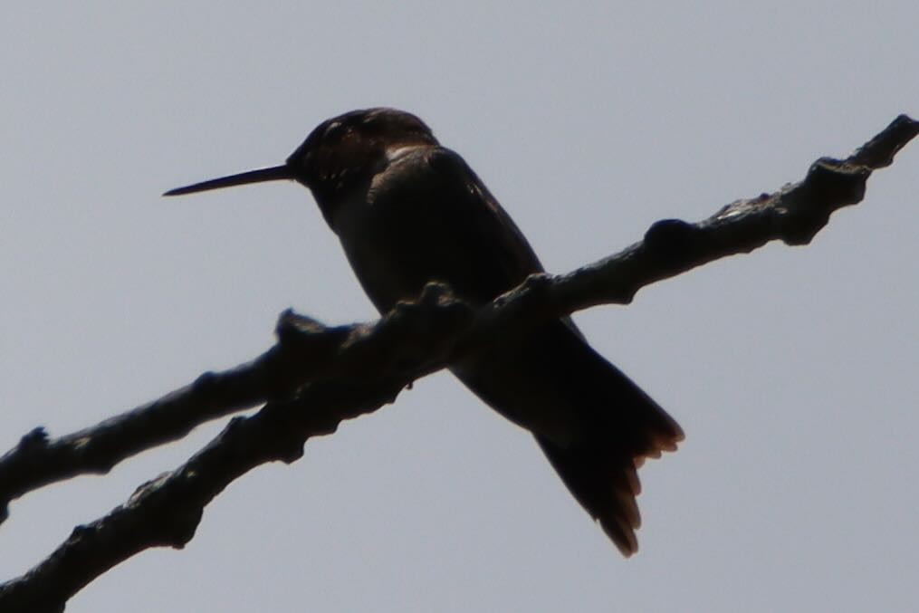Yakut Boğazlı Kolibri - ML638568982
