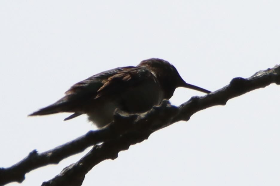 Yakut Boğazlı Kolibri - ML638568983
