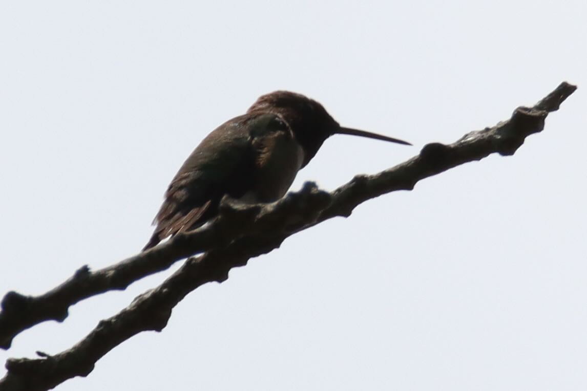 Yakut Boğazlı Kolibri - ML638568984