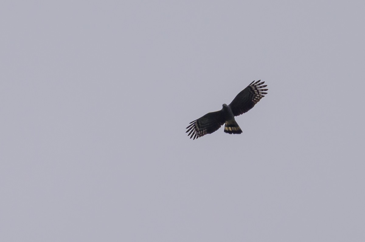 Hook-billed Kite - ML638568995