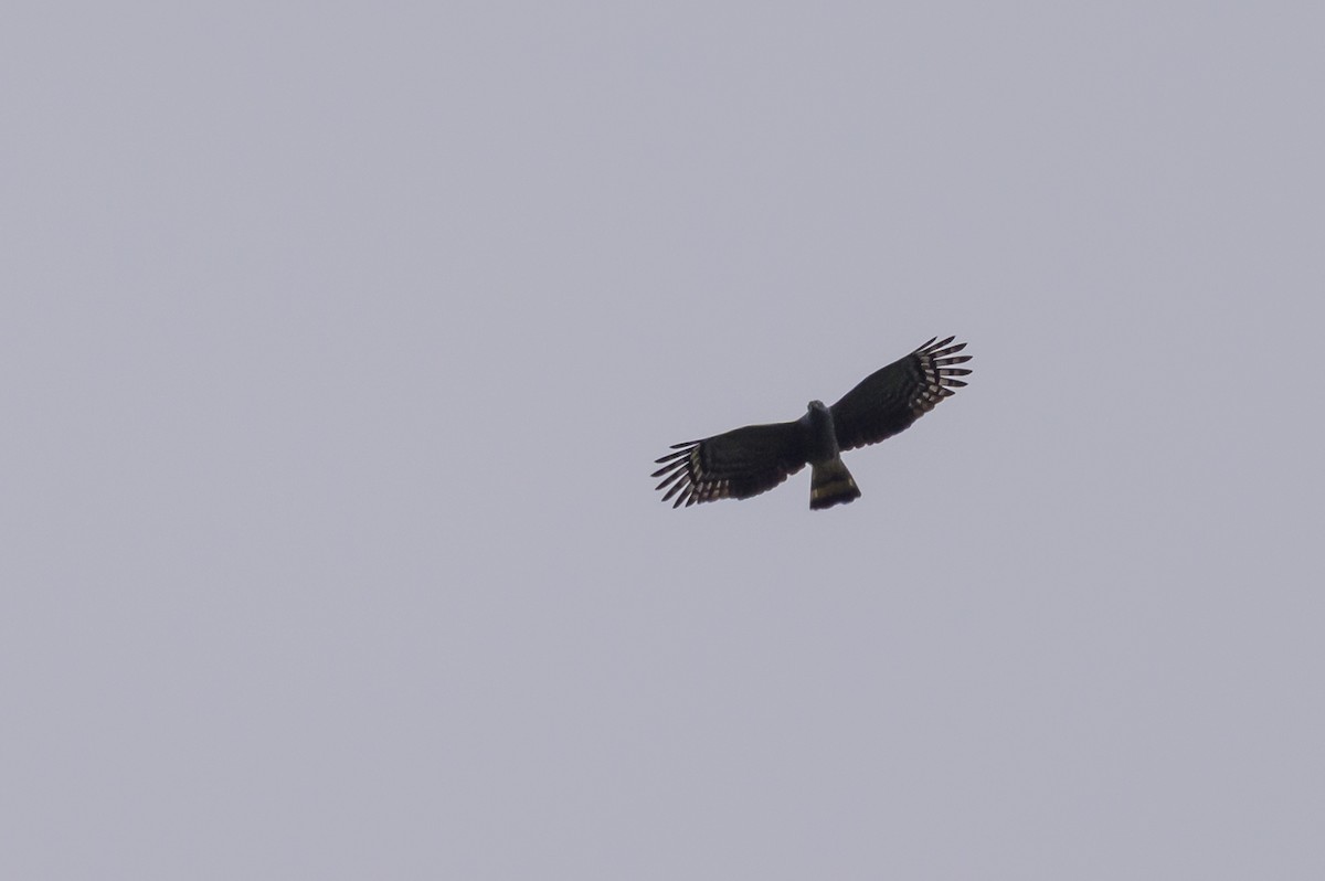 Hook-billed Kite - ML638568998