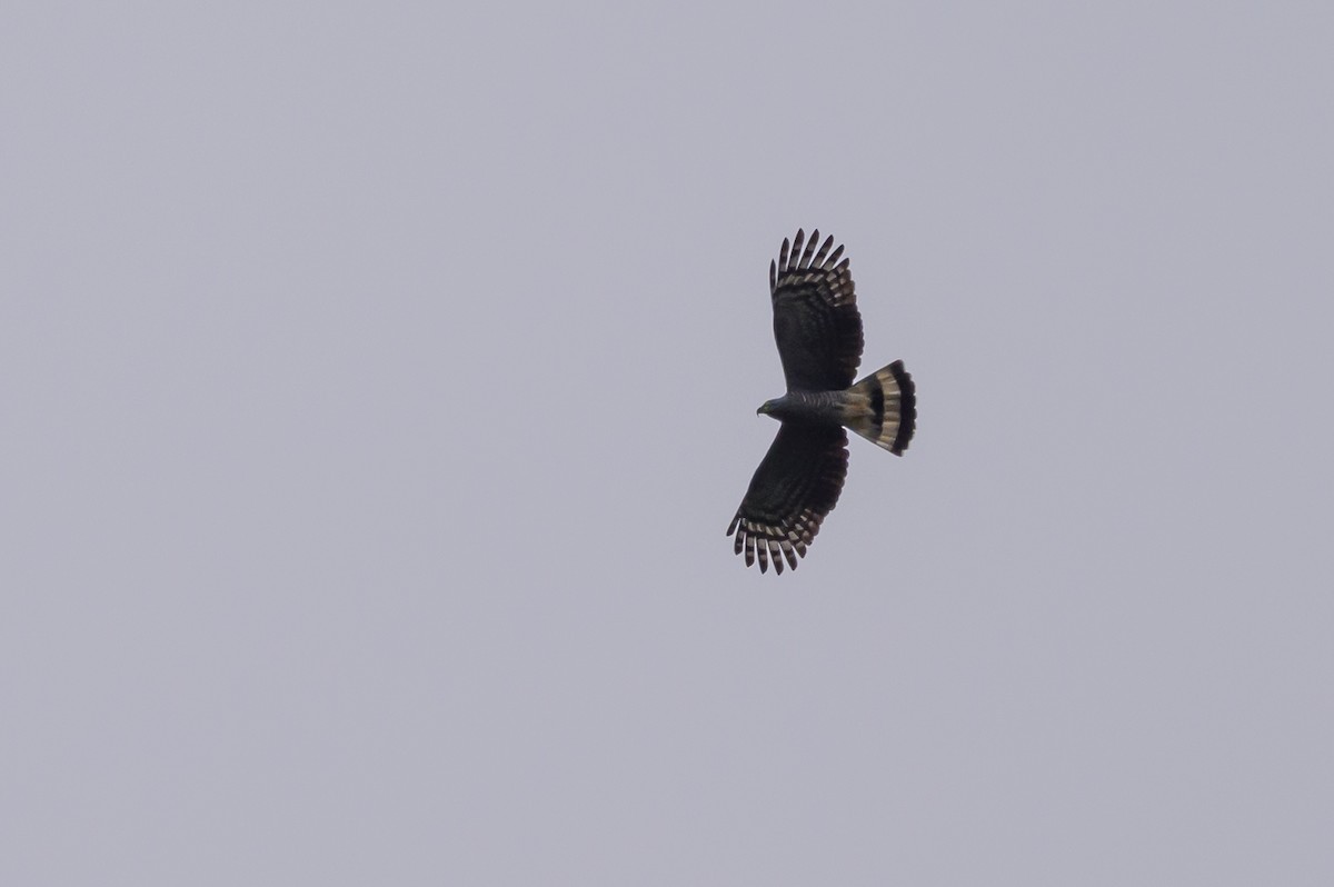 Hook-billed Kite - ML638569000
