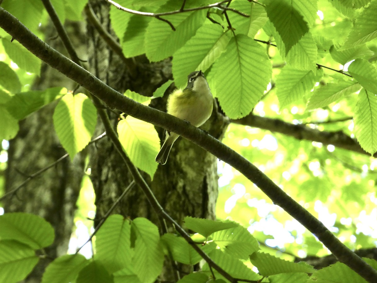 Blue-headed Vireo - ML638569036