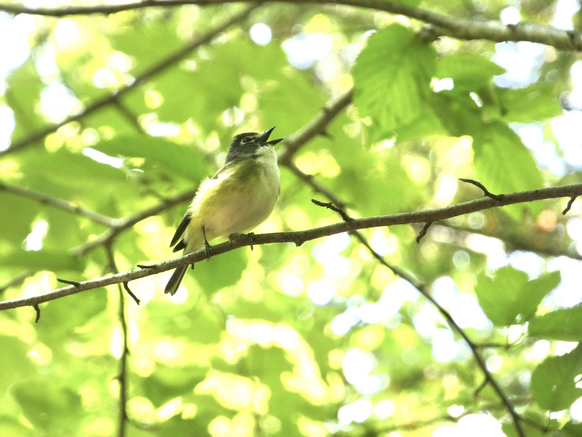 Blue-headed Vireo - ML638569038