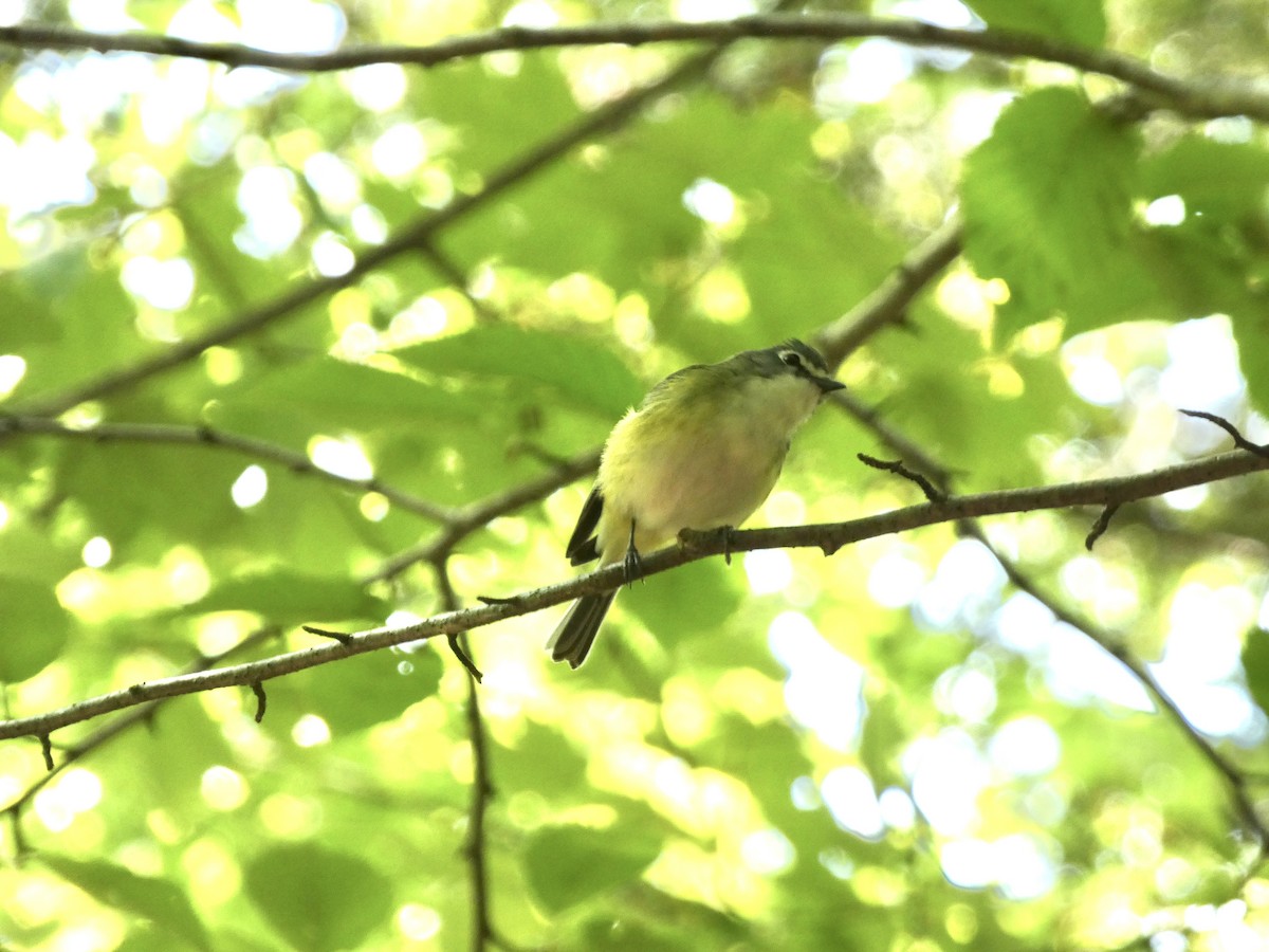 Blue-headed Vireo - ML638569039