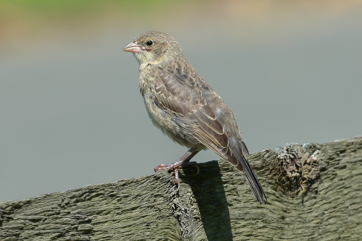 Brown-headed Cowbird - ML638569081