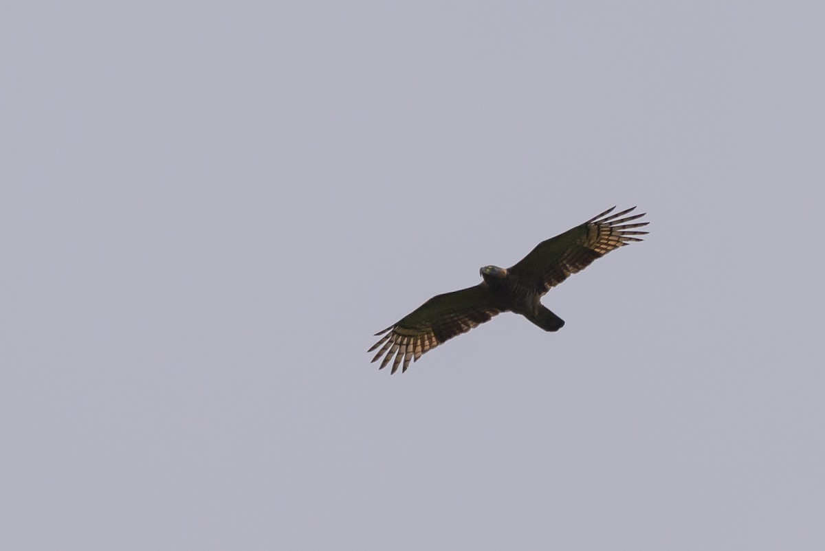 Hook-billed Kite - ML638569119