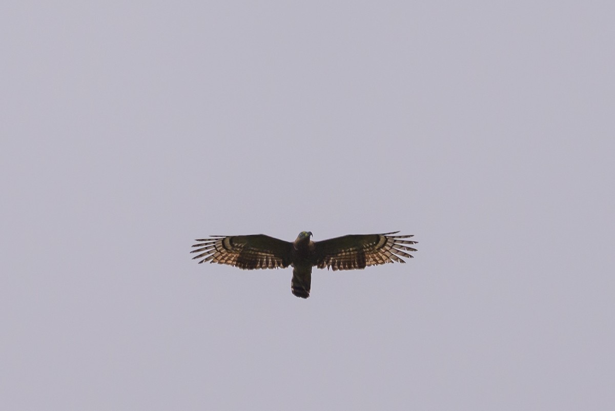 Hook-billed Kite - ML638569120