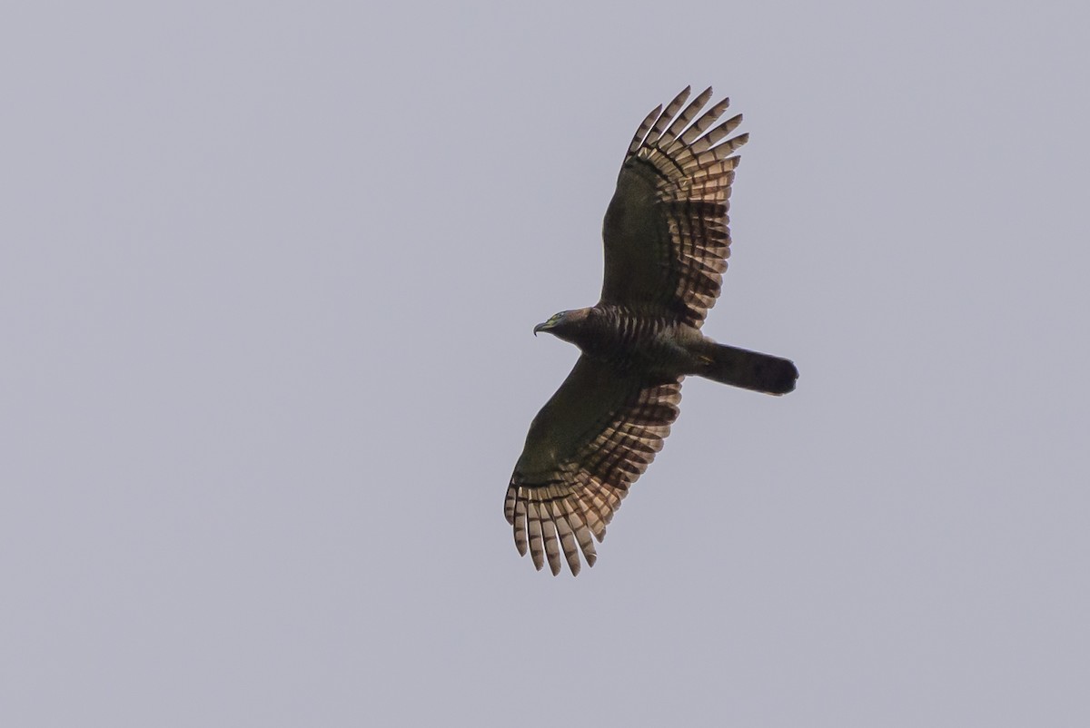 Hook-billed Kite - ML638569121