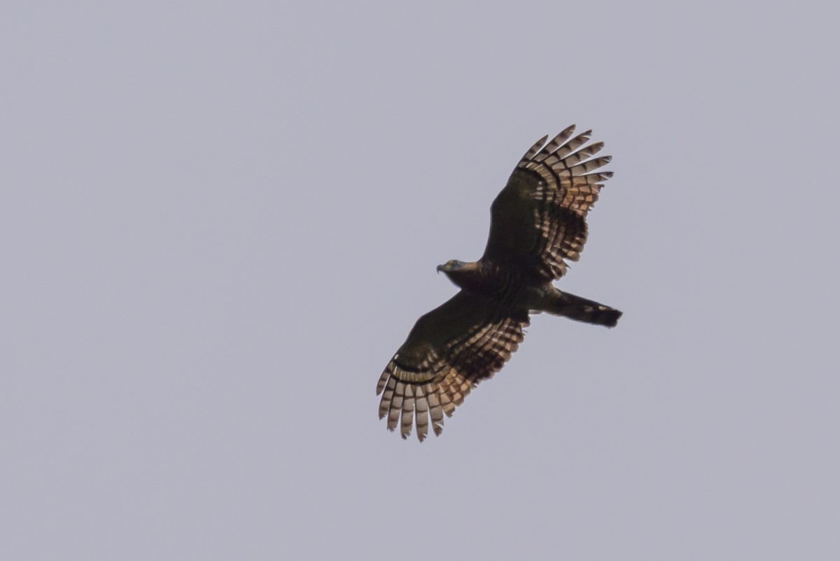 Hook-billed Kite - ML638569122