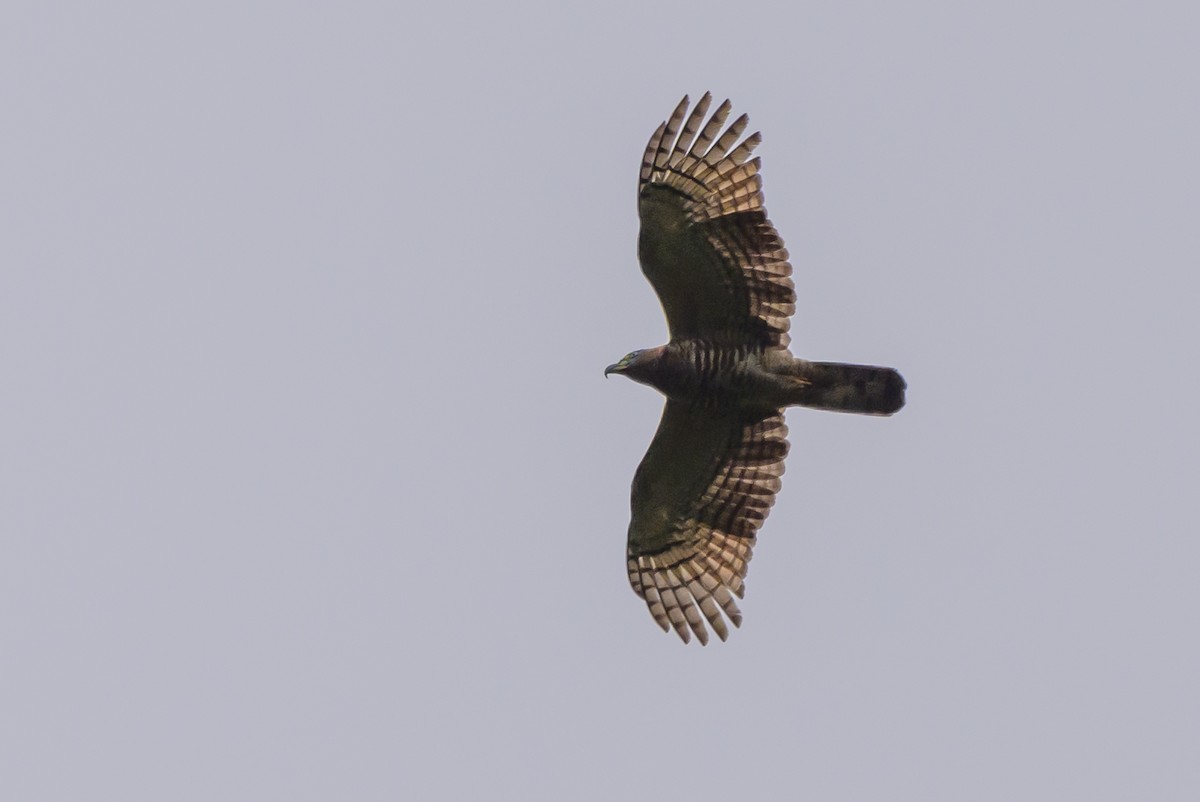 Hook-billed Kite - ML638569123