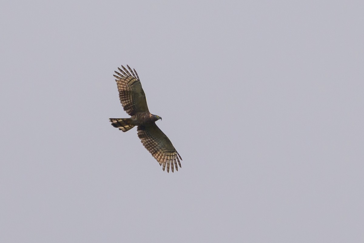 Hook-billed Kite - ML638569124