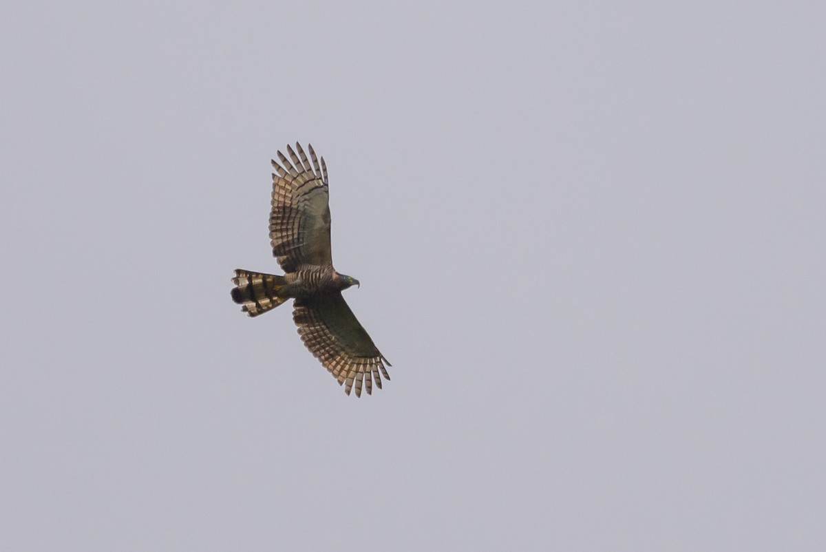 Hook-billed Kite - ML638569125