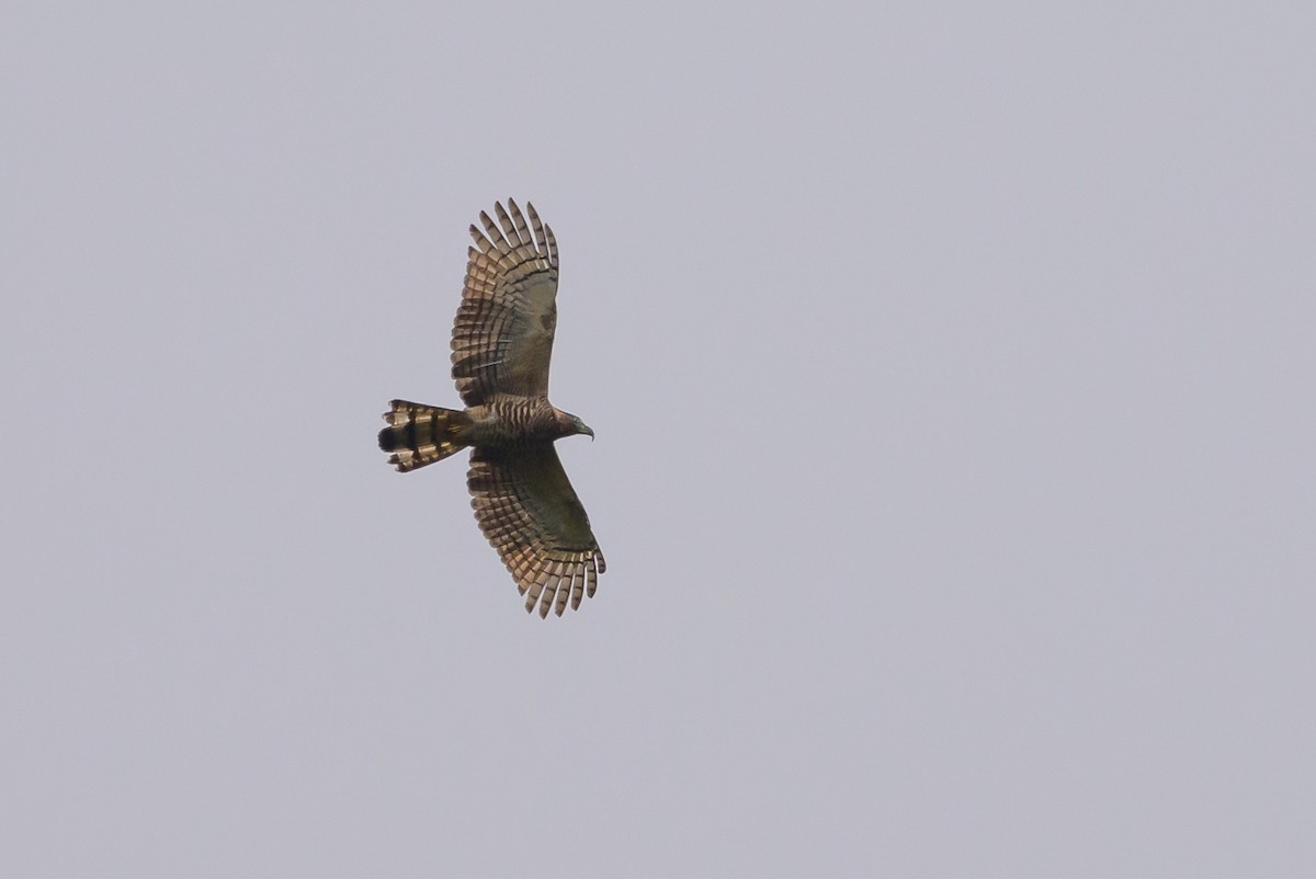 Hook-billed Kite - ML638569126