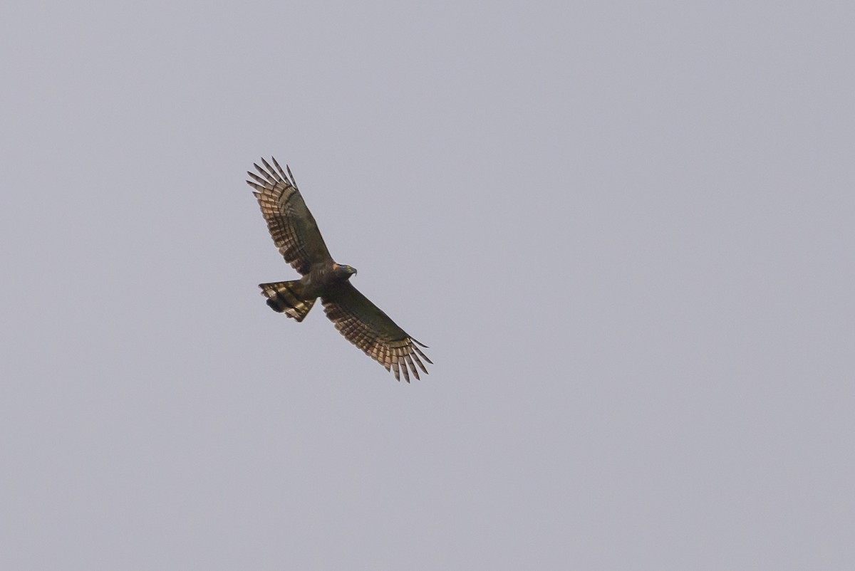 Hook-billed Kite - ML638569127
