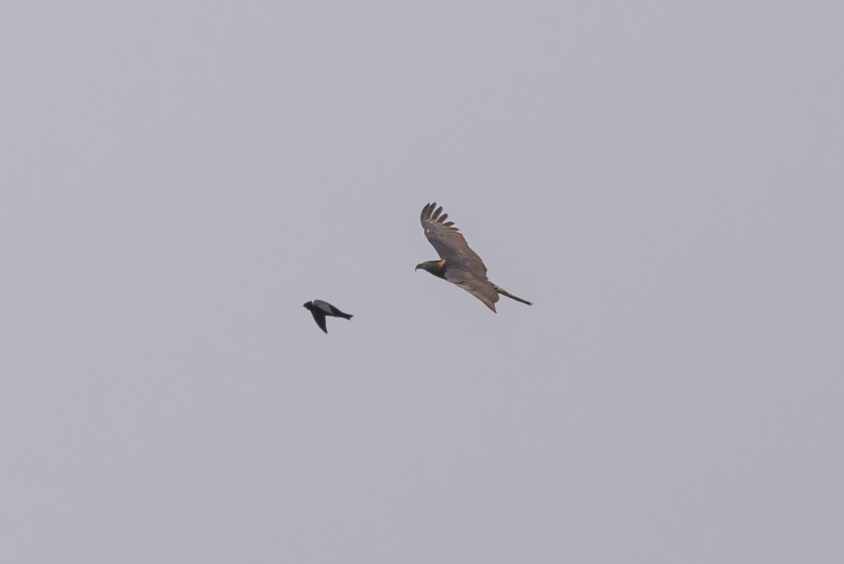 Hook-billed Kite - ML638569129