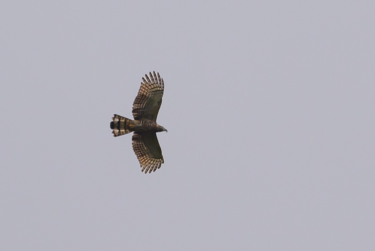 Hook-billed Kite - ML638569130