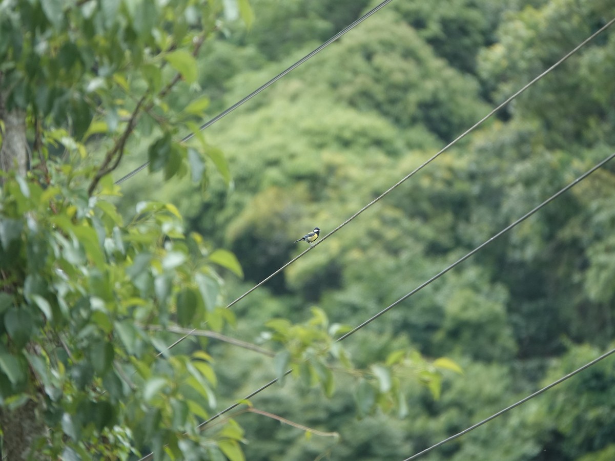 Green-backed Tit - ML638569138