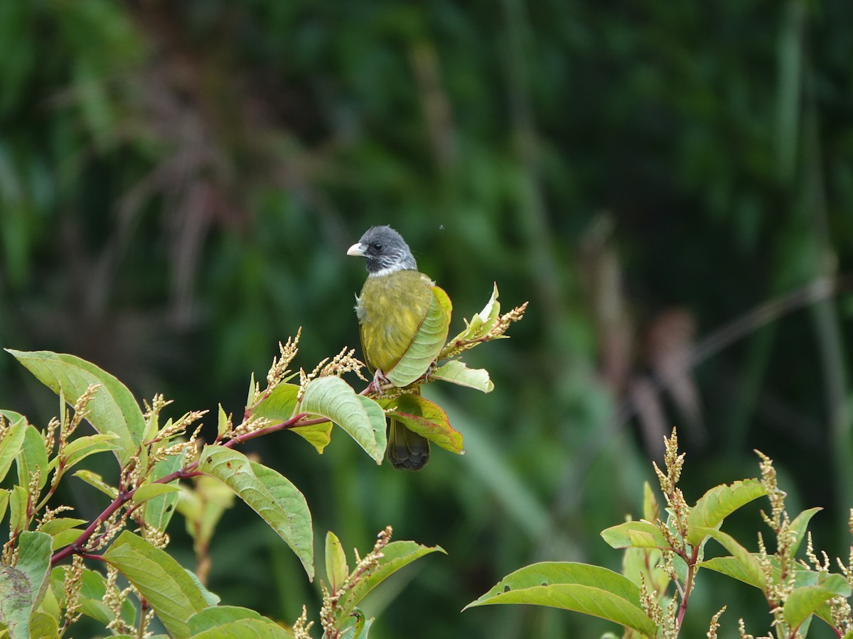 Collared Finchbill - ML638569143