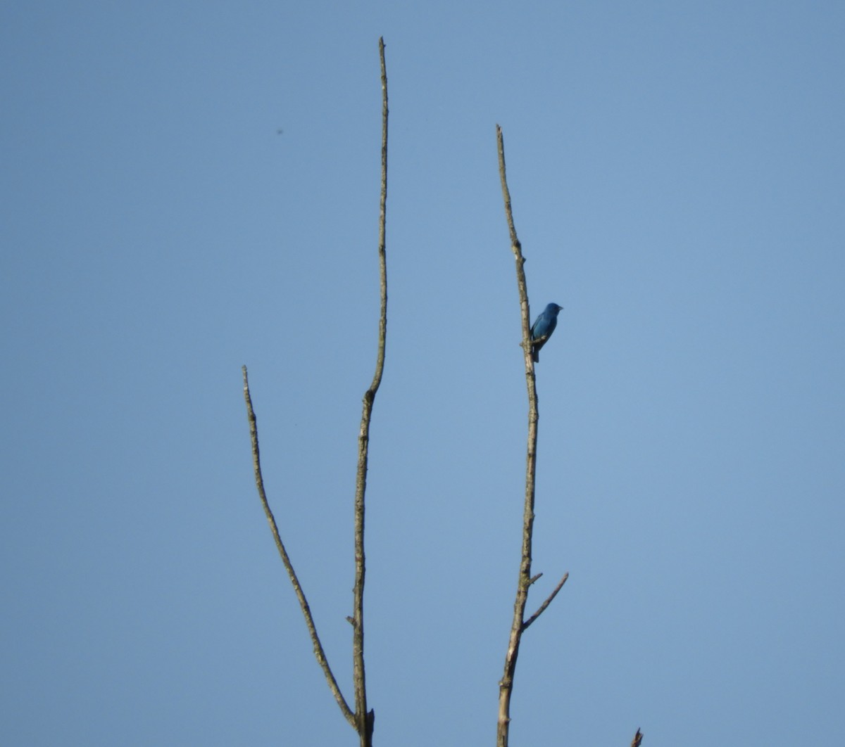 Indigo Bunting - ML638569145