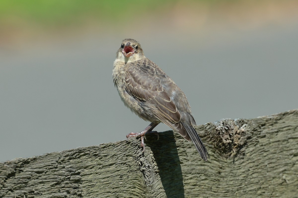 Brown-headed Cowbird - ML638569164