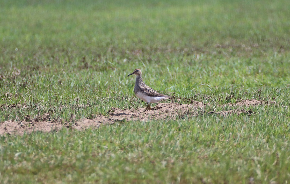 Pectoral Sandpiper - ML638569165