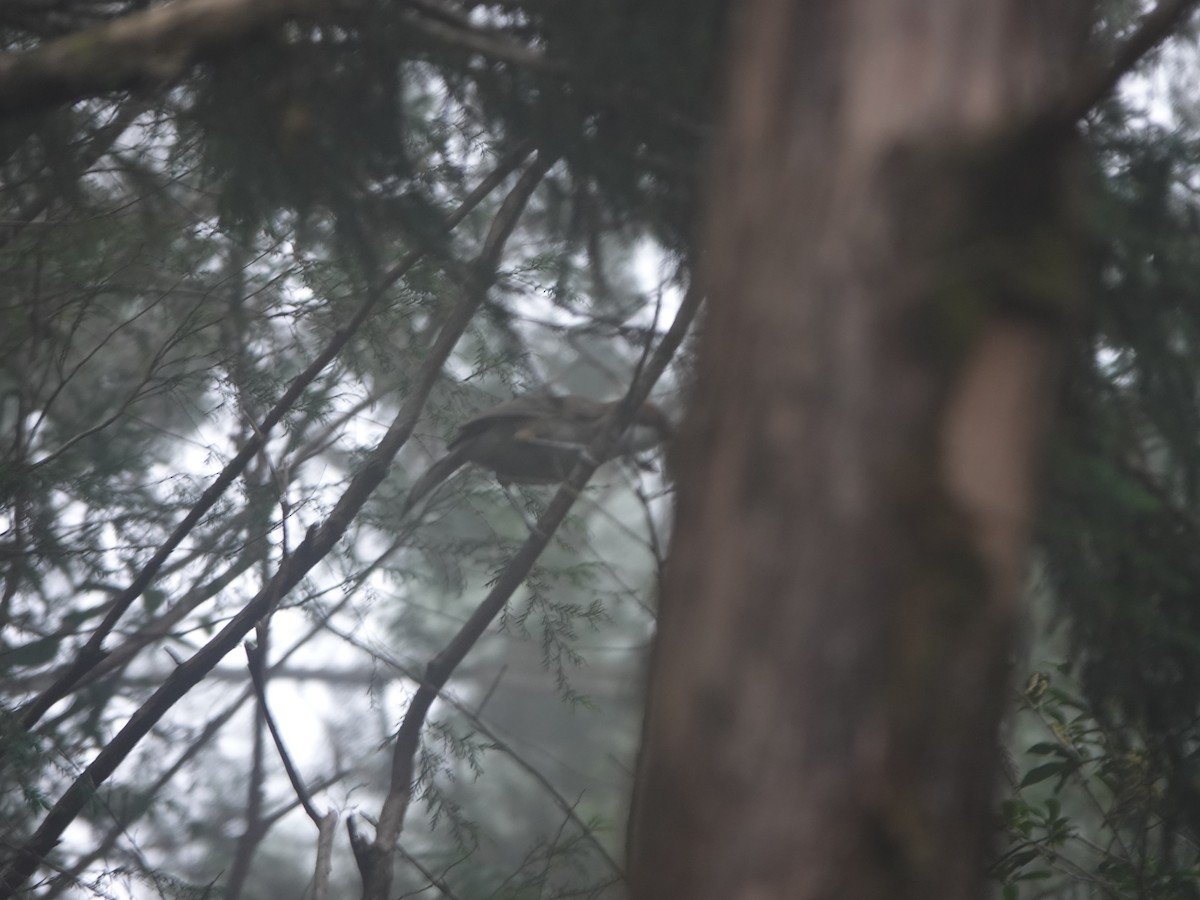 Rufous-crowned Laughingthrush - ML638569207