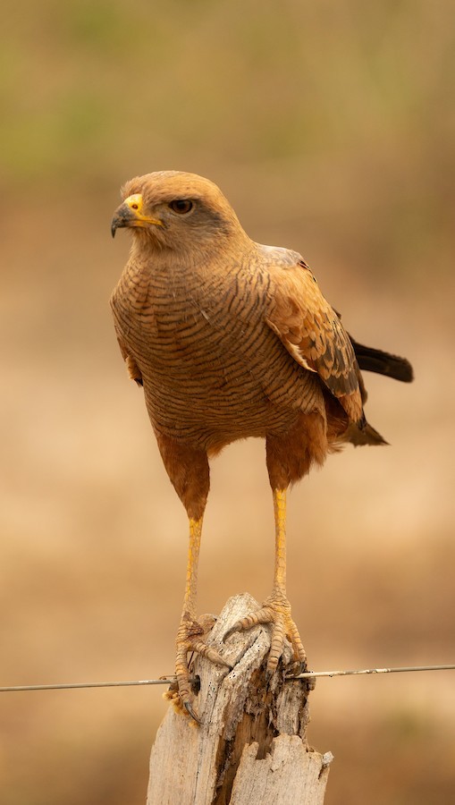 Otlak Şahini - ML638569221