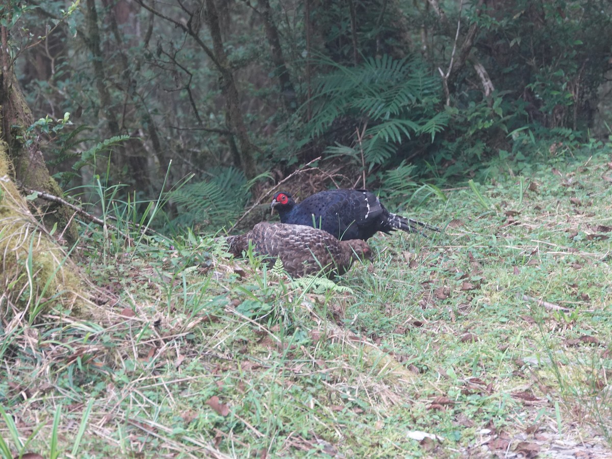 Mikado Pheasant - ML638569223