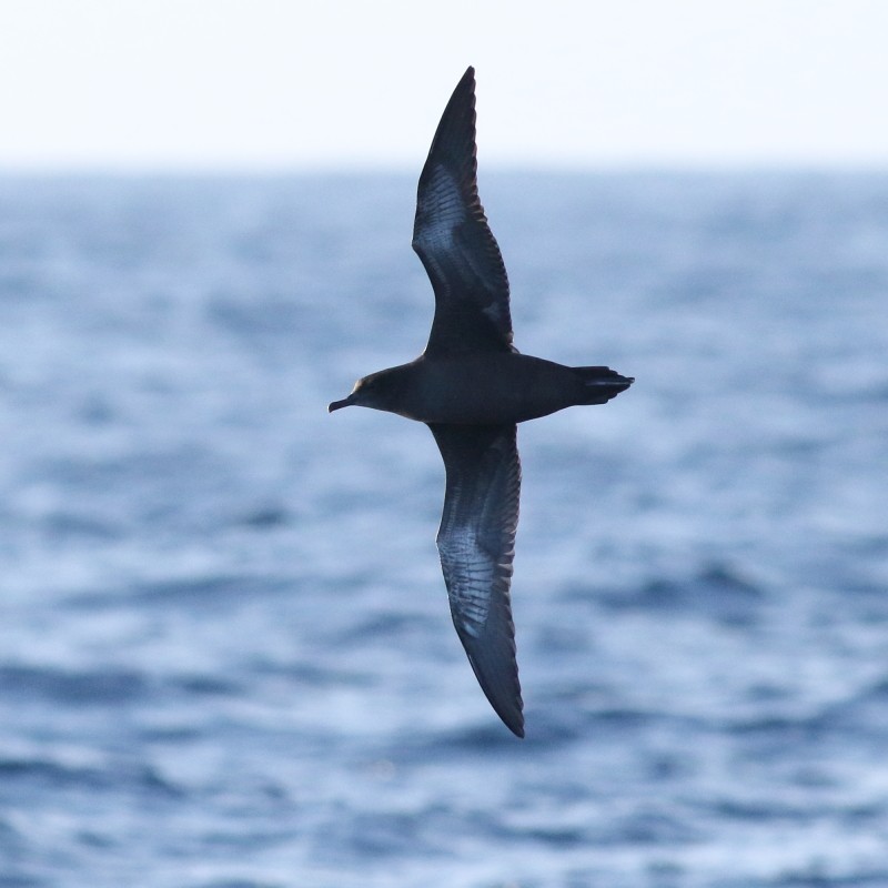 Sooty Shearwater - ML638569227