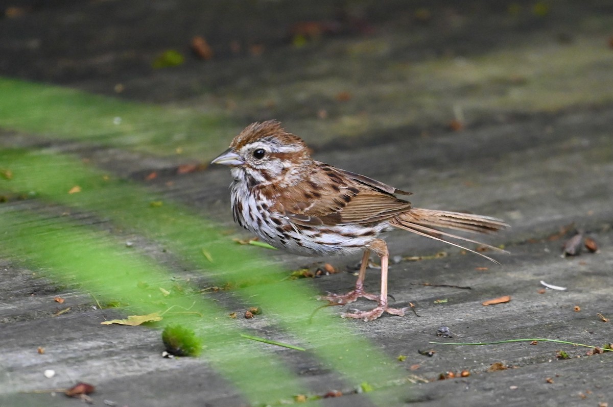 Song Sparrow - ML638569244