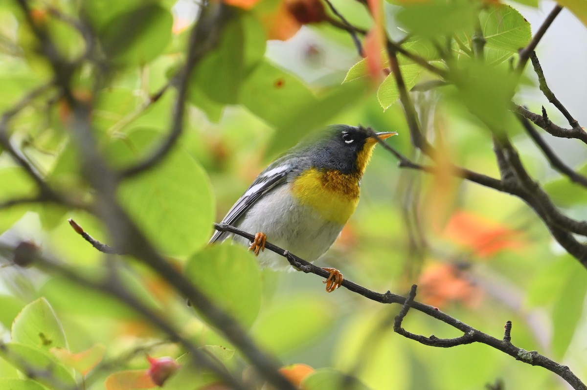 Northern Parula - ML638569260