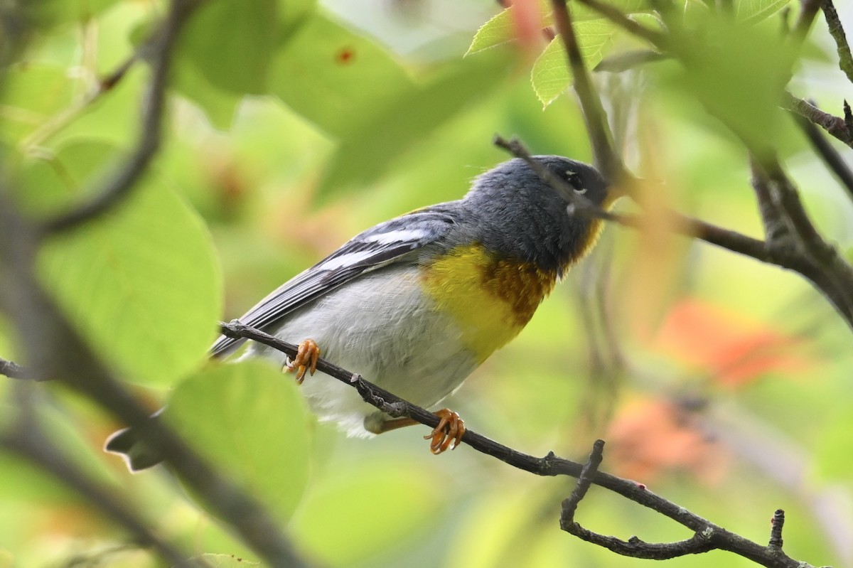 Northern Parula - ML638569261