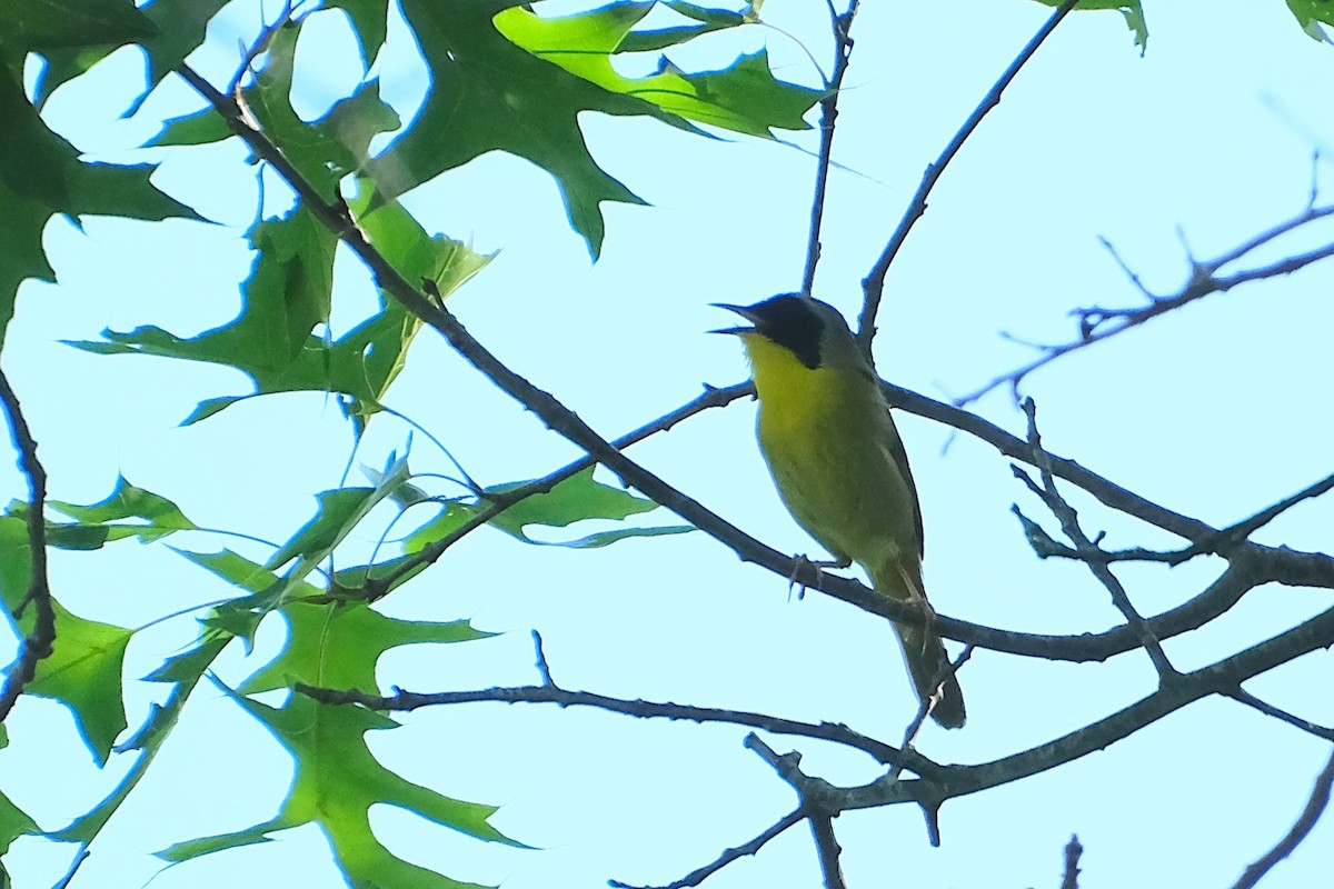 Common Yellowthroat - ML638569264