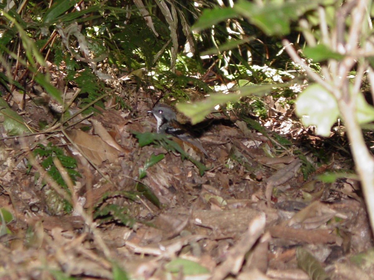 Australian Logrunner - ML638569308