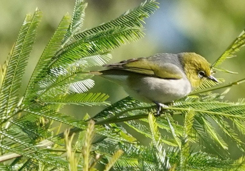 Silvereye - ML638569312