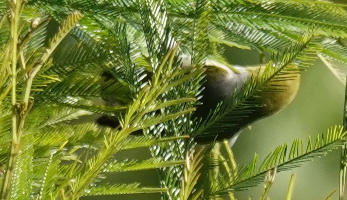 Silvereye - ML638569314